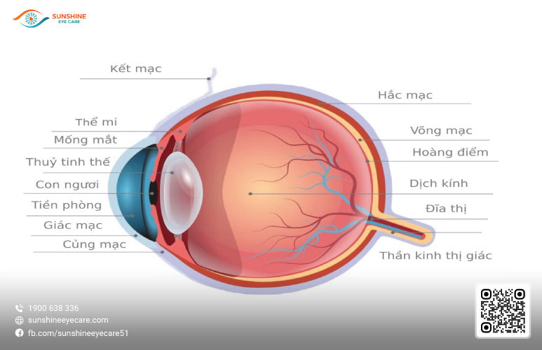 Con Ngươi Là Gì? Tìm Hiểu Từ A đến Z Về Bộ Phận Quan Trọng Của Mắt