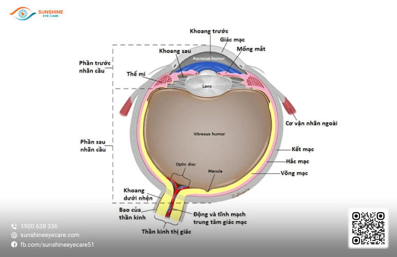 giải phẫu mắt người