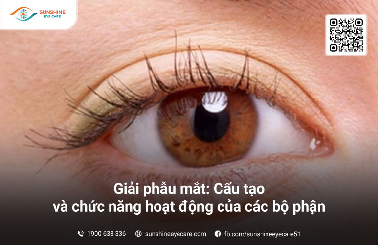 giải phẫu mắt