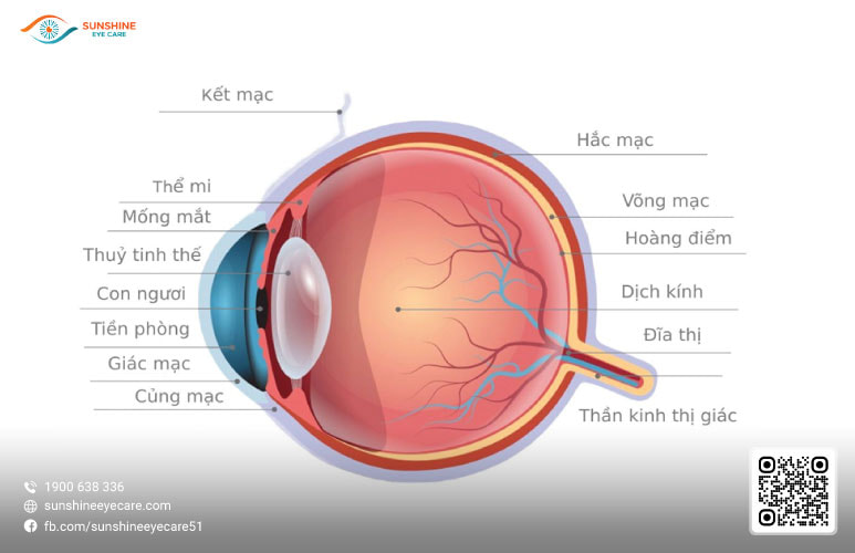 giải phẫu nhãn cầu