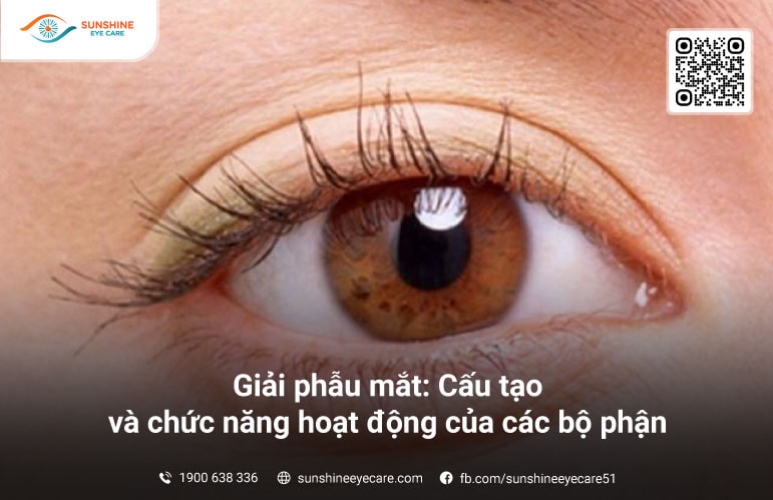 Giải phẫu mắt: Cấu tạo và chức năng hoạt động của các bộ phận